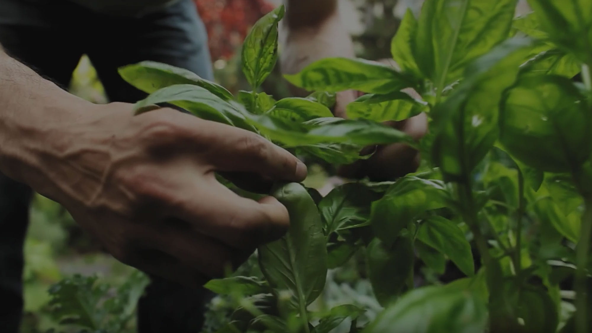 Descubra as nossas ervas e especiarias